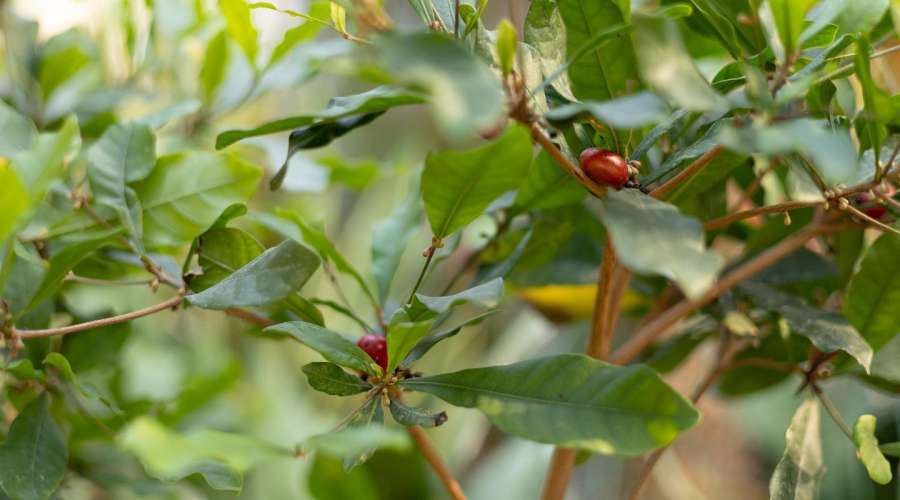Plant Profile: The Miracle Berry