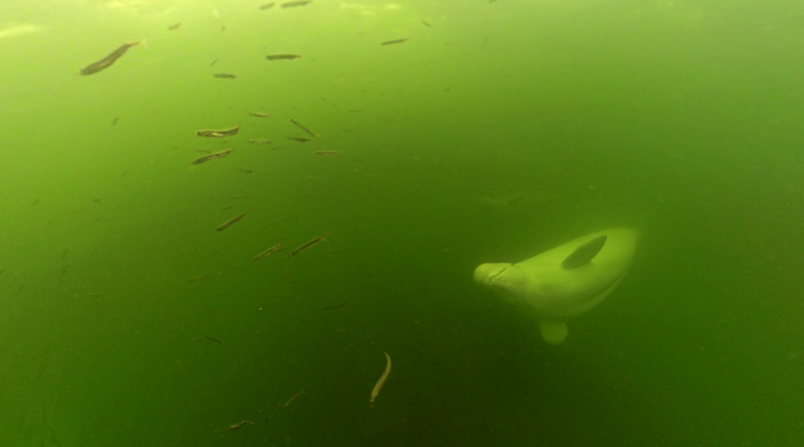 Beluga Bits Update: A Season of Discovery in Churchill
