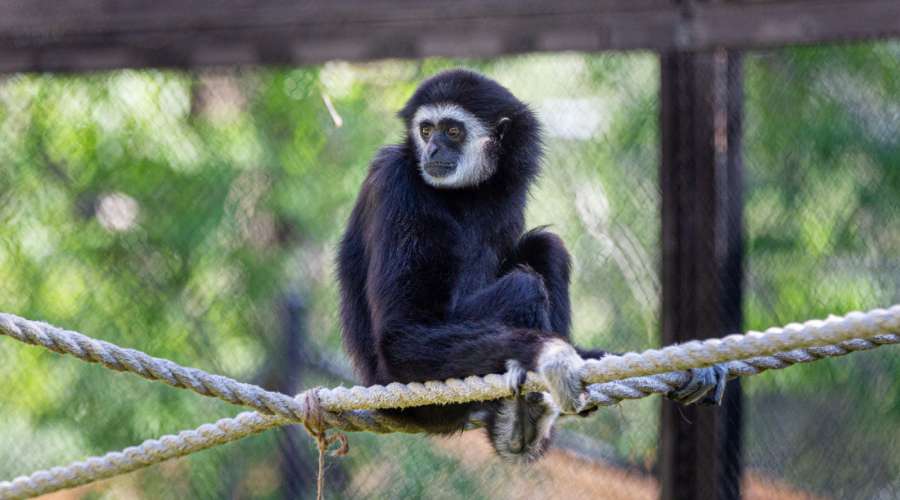 Creature Feature: White-Handed Gibbon