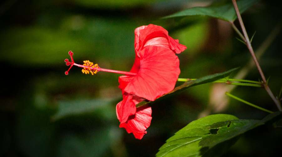Plant Profile: Hibiscus
