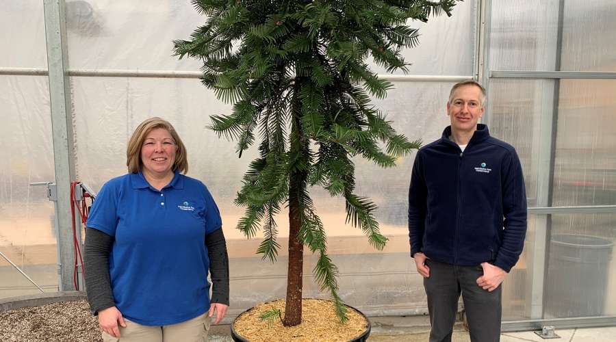 The Leaf: Spotlight on the Wollemi Pine
