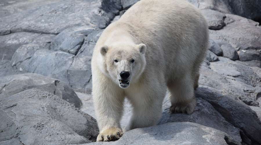 How Glitter and Poop Help Us Study Polar Bears