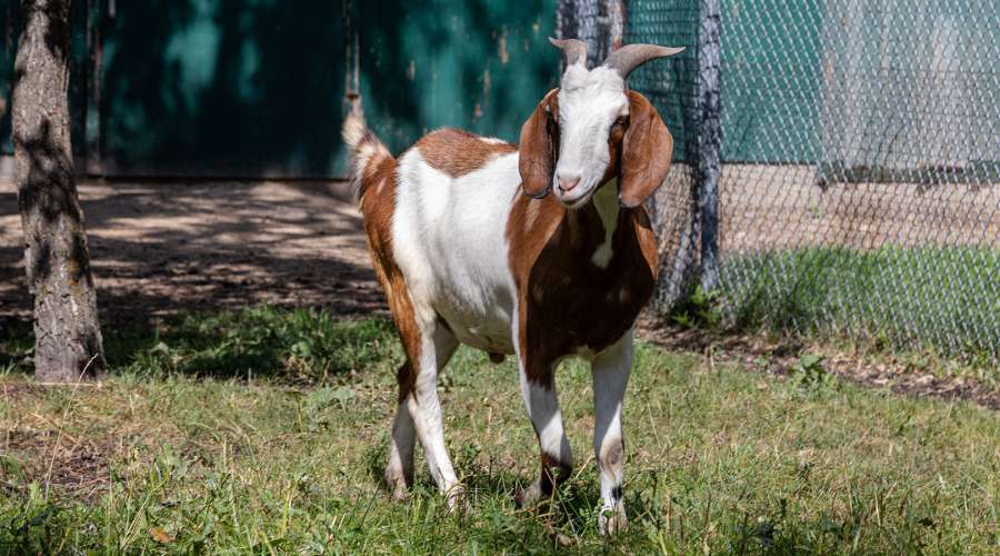 Creature Feature: Nubian Goat