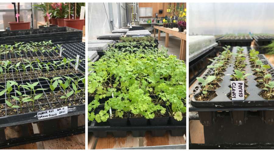 Plant Profile: Vegetables in the Greenhouse
