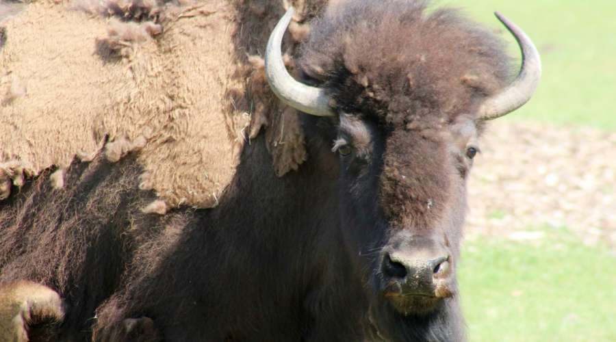 Creature Feature: Plains Bison
