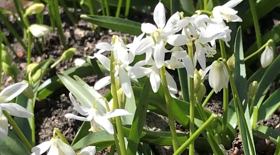Plant Profile: Scilla