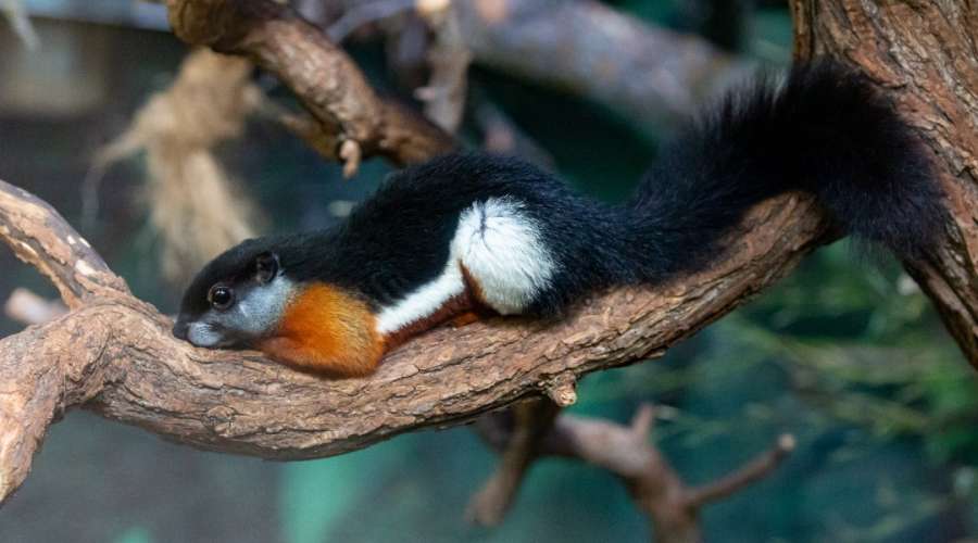 Creature Feature: Prevost's Squirrel