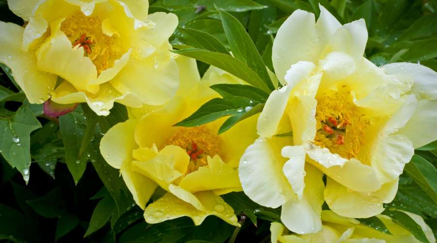 Plant Profile: Itoh Peony