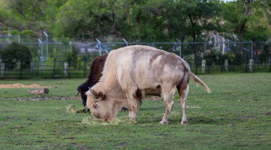 Spotlight on the Bison Exhibit at the Zoo