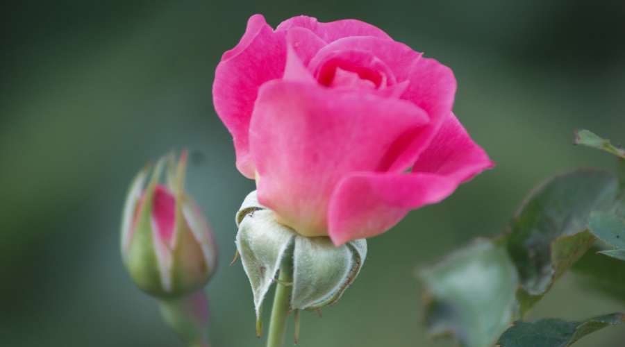 Plant Profile: 49th Parallel Rose Collection