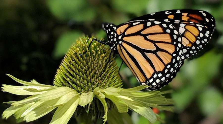 Creature Feature: North American Monarch