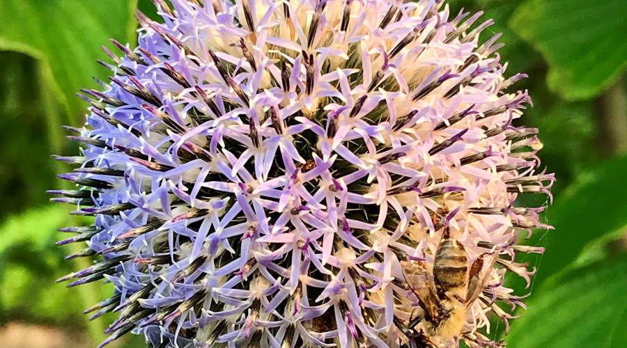Plant Profile: Echinops Ritro