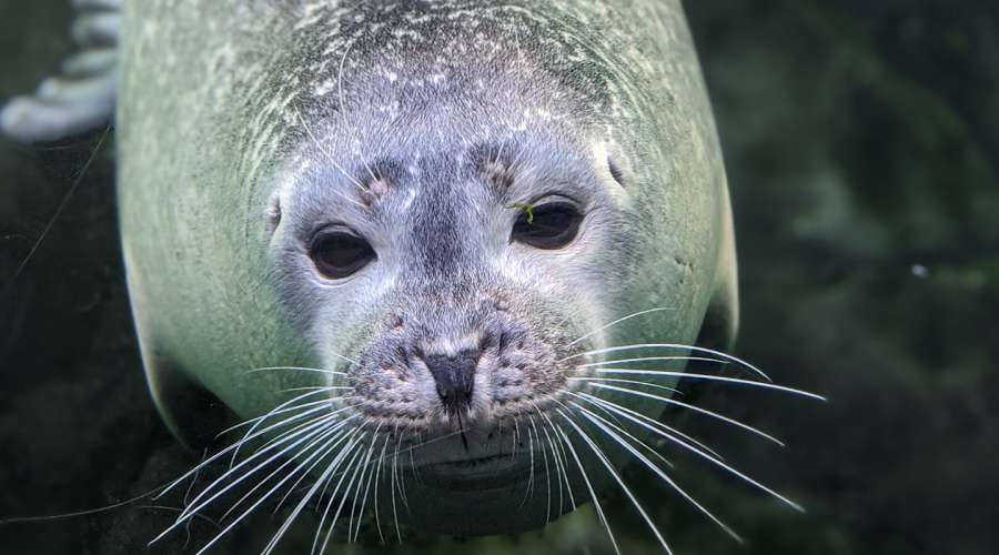 Creature Feature: Harbour Seal