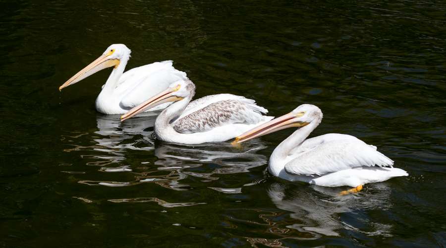 Creature Feature: American White Pelican