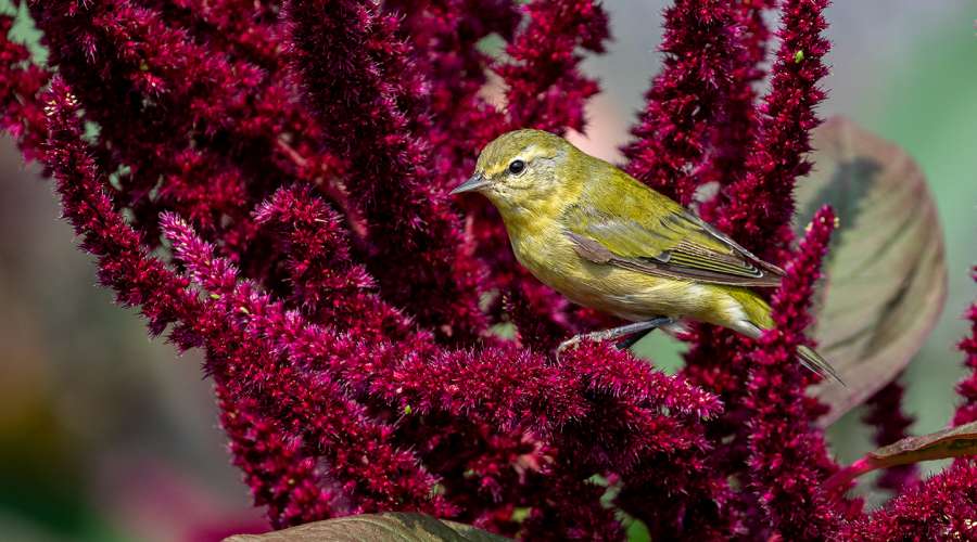 How We’re Helping Birds at Assiniboine Park and Zoo