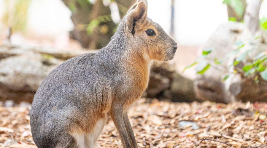 Creature Feature: Patagonian Mara