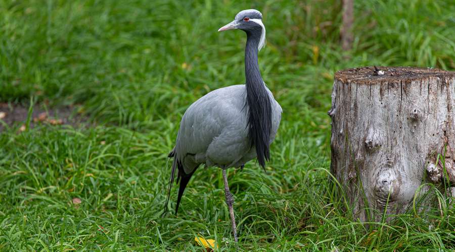 Creature Feature: Demoiselle Crane