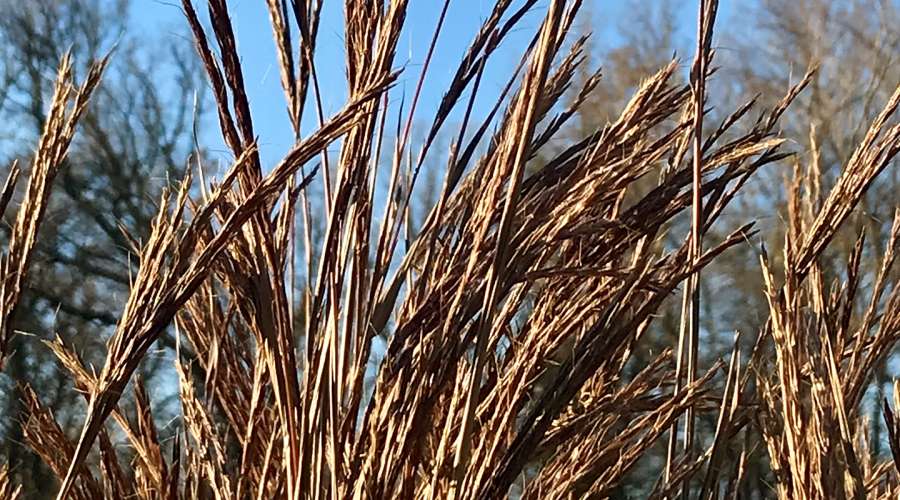 Plant Profile: Big Bluestem