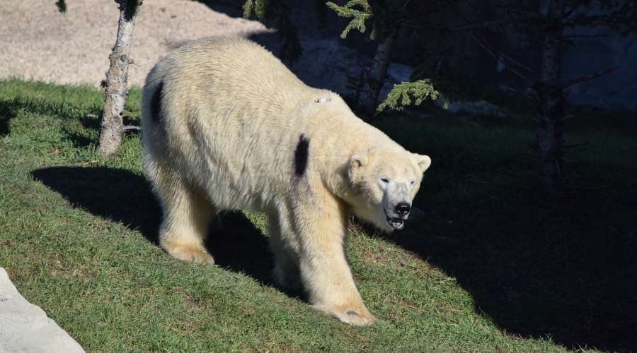 Burr on Fur: How Zoo Polar Bears are Contributing to Research