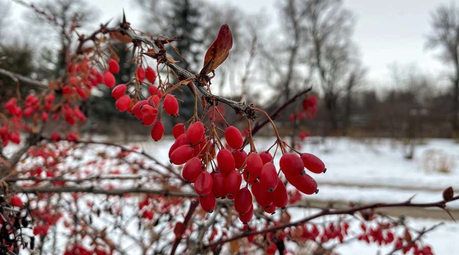 Plant Profile: Barberry
