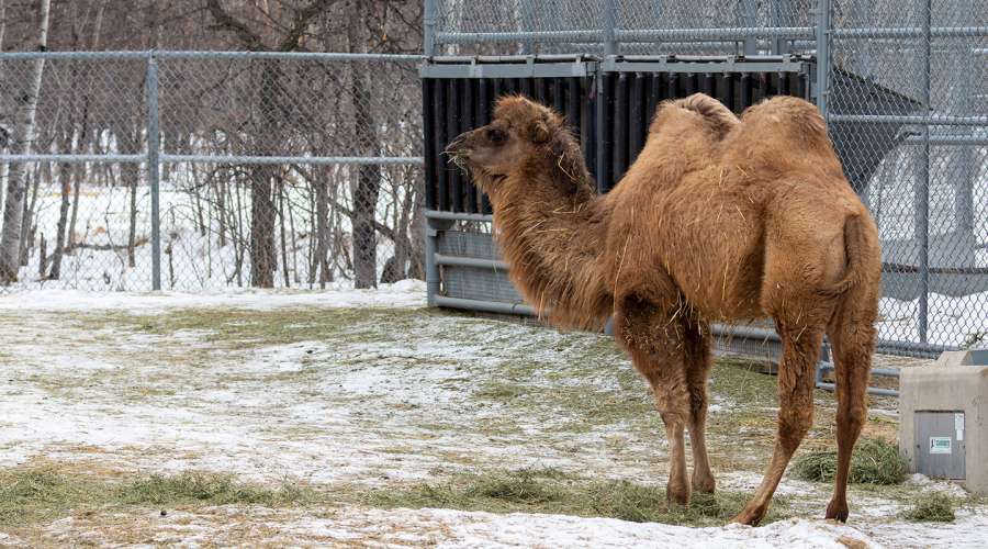 Creature Feature: Bactrian Camel