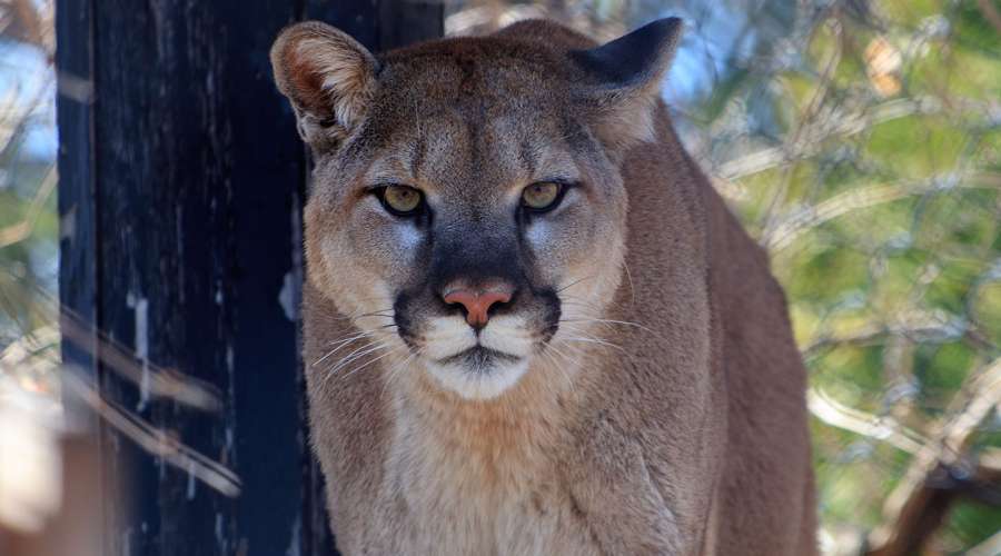 Creature Feature: Cougar