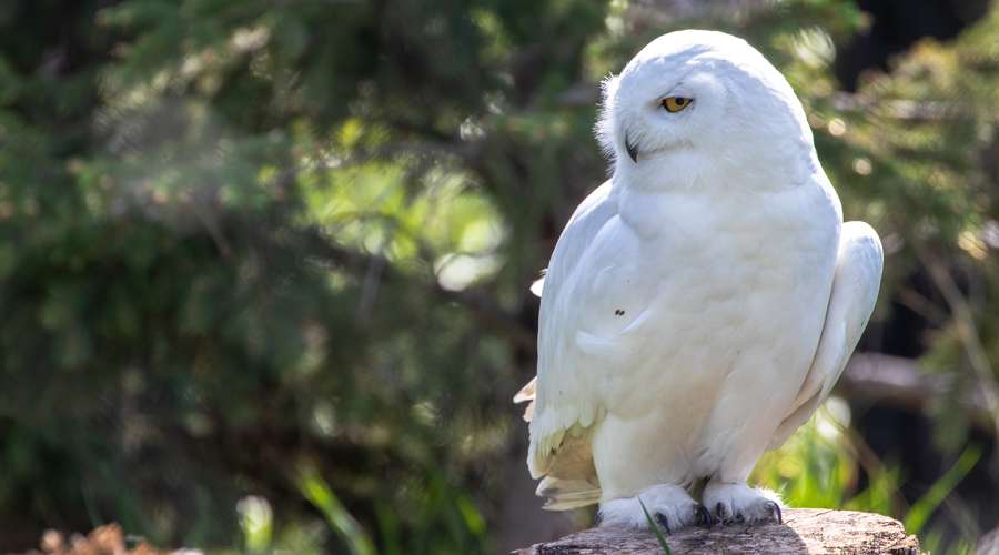 Creature Feature: Snowy Owl