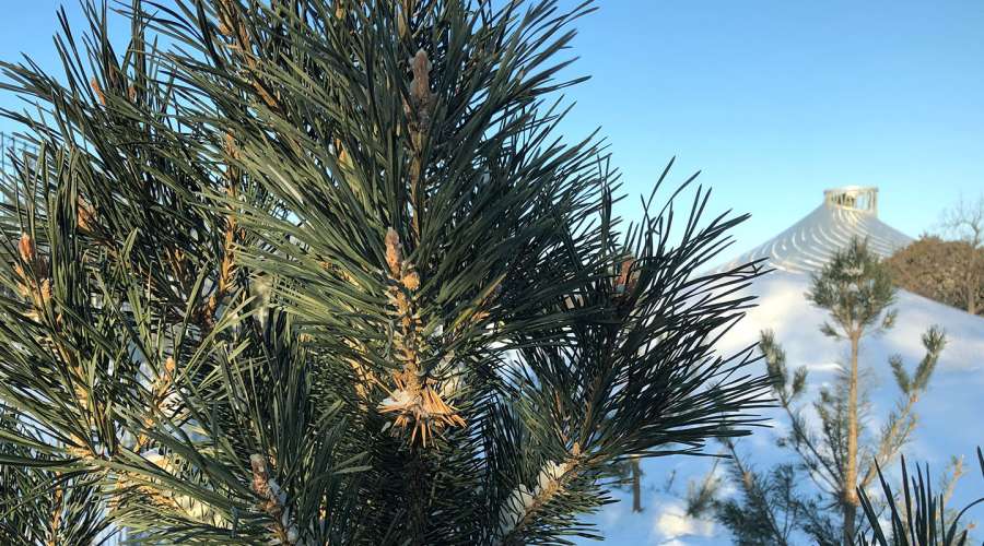 Plant Profile: Scots Pine