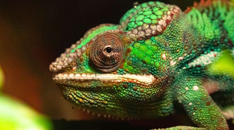 Creature Feature: Panther Chameleon