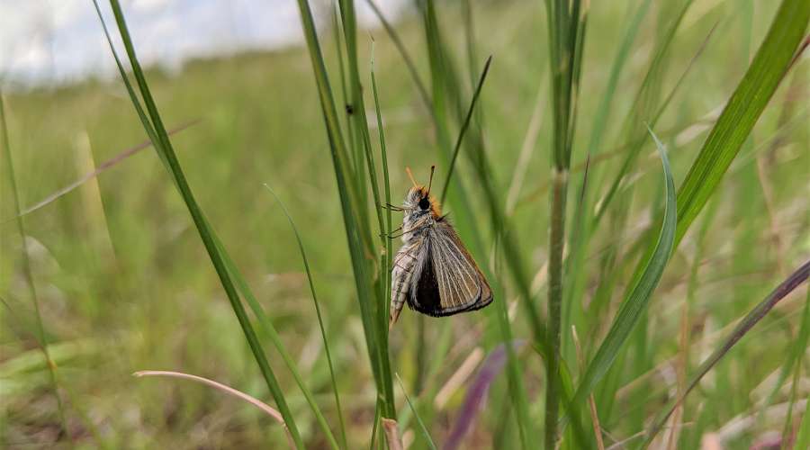Saving the Poweshiek Skipperling from Extinction
