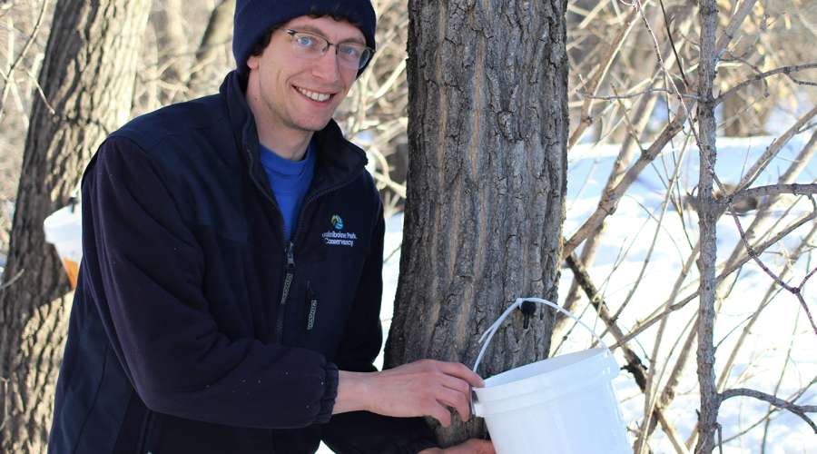 Plant Profile: The Manitoba Maple