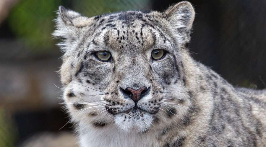 Creature Feature: Snow Leopard