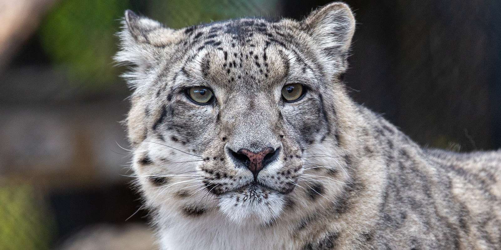 Creature Feature: Snow Leopard | Assiniboine Park Conservancy
