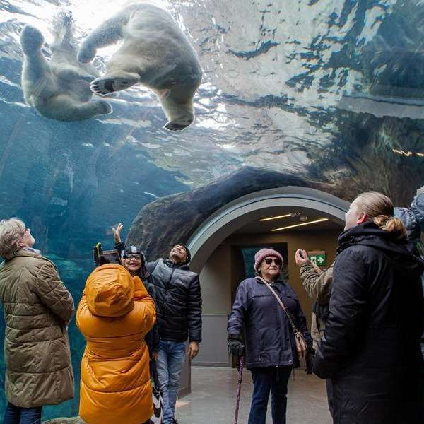 Journeys Through the Zoo