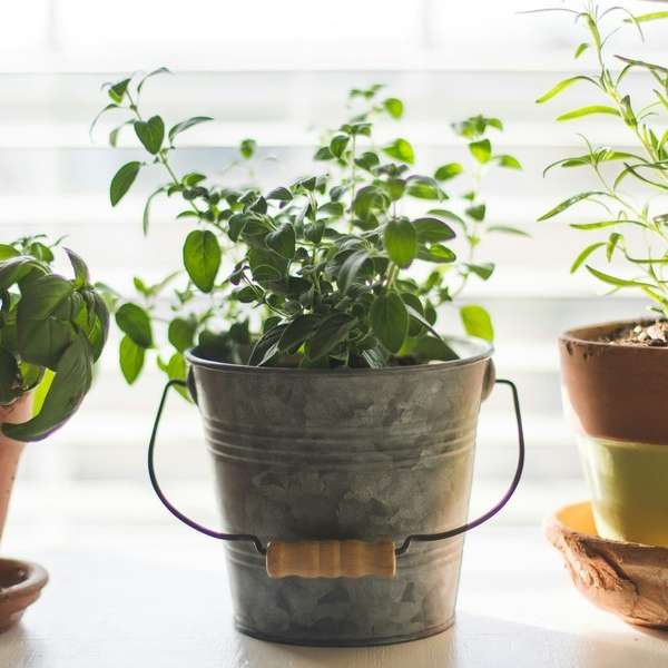 Bringing Your Herbs Indoors with Dave Hanson