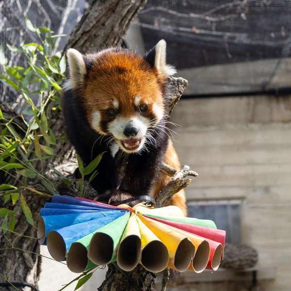 Red Panda Weekend