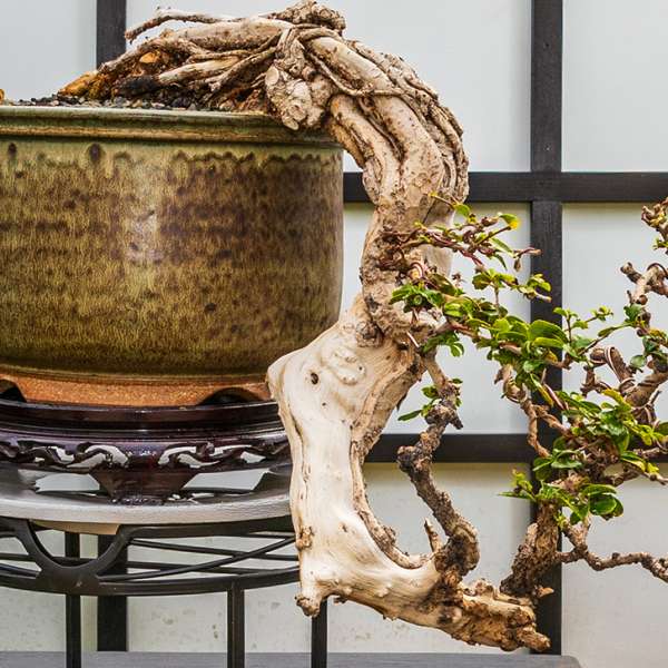 Introduction to Bonsai with the Winnipeg Bonsai Society