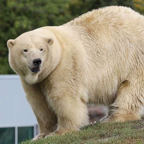 Free Journey to Churchill Fall Tours