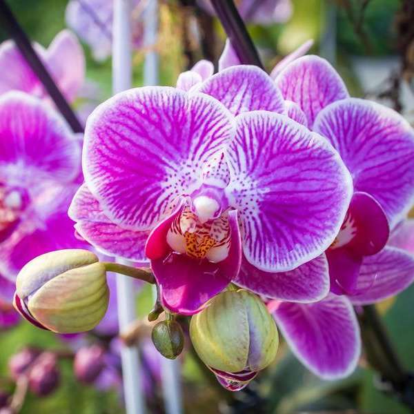 Capturing Floral Diversity: Photography at The Leaf