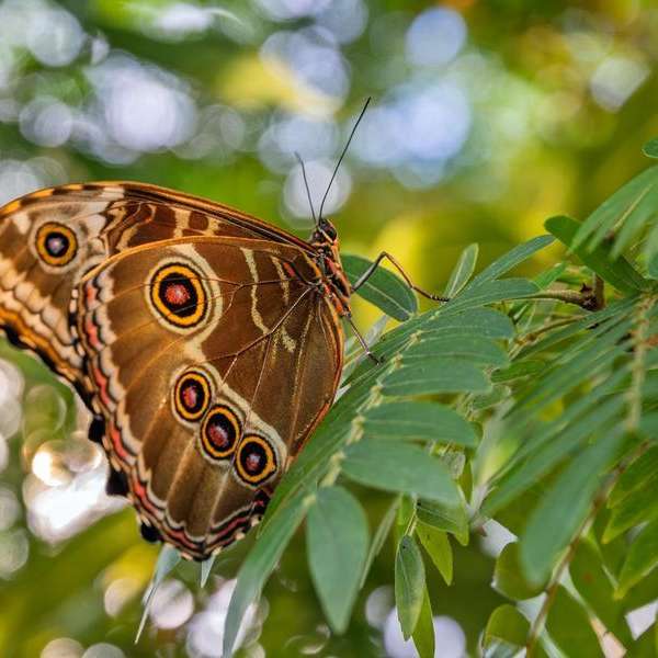 Planting for Pollinators - SOLD OUT