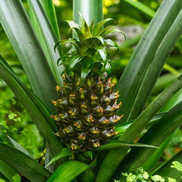 Medicinal Plants and Fascinating Fungi