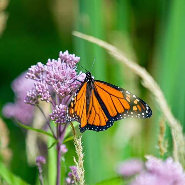 Earth Day at Assiniboine Park and Zoo