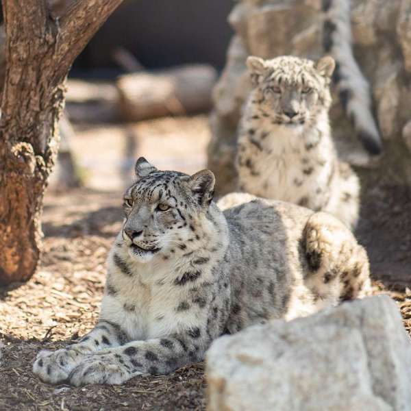 Behind the Scenes Zoo Experiences - Snow Leopard
