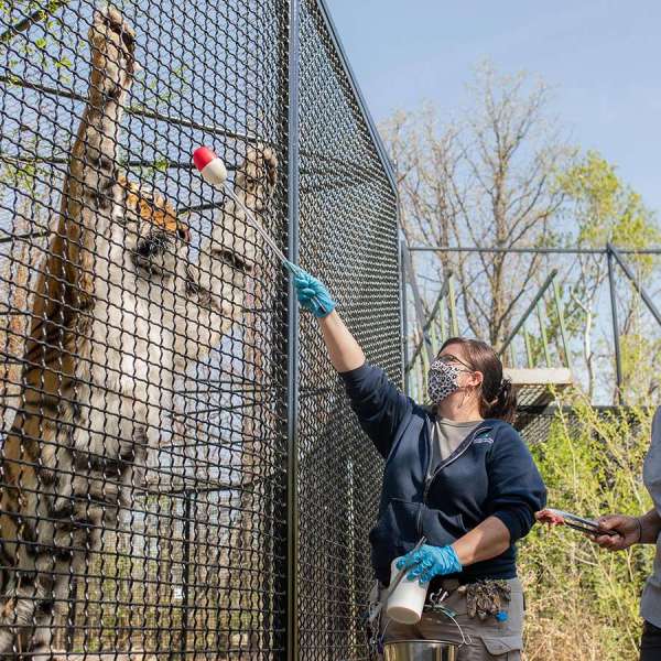 Behind the Scenes Zoo Experiences - Tiger Experience