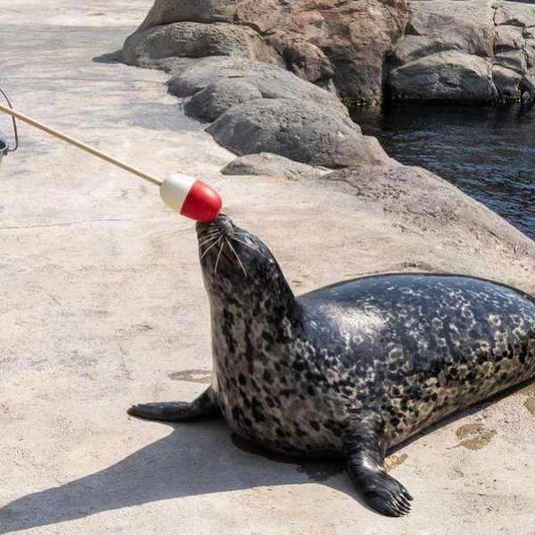 Behind the Scenes Zoo Experiences - Harbour Seal