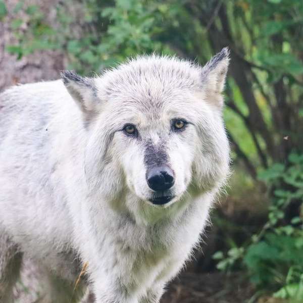 Behind the Scenes Zoo Experiences - Predator and Prey