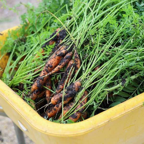 From Garden to Gather