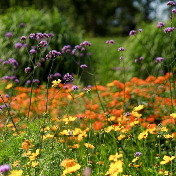 Outdoor Gardens at The Leaf Tour