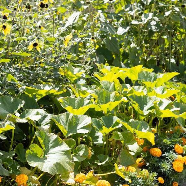 Putting Your Garden to Bed with Master Gardeners