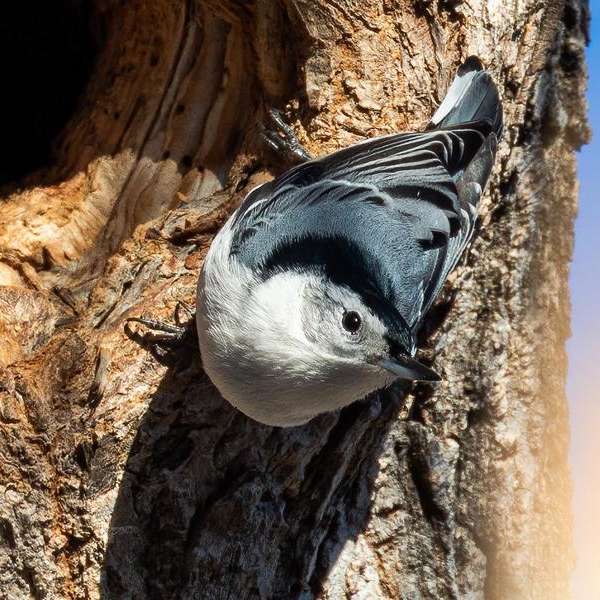 Slow Birding in Assiniboine Park